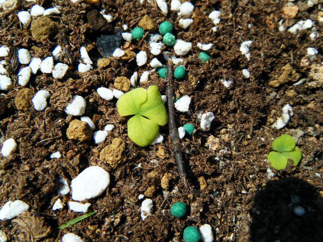 DSCF0428.jpg