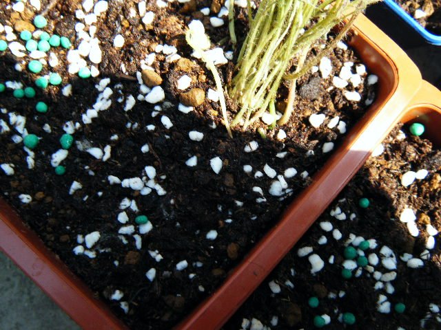 DSCF0433.jpg