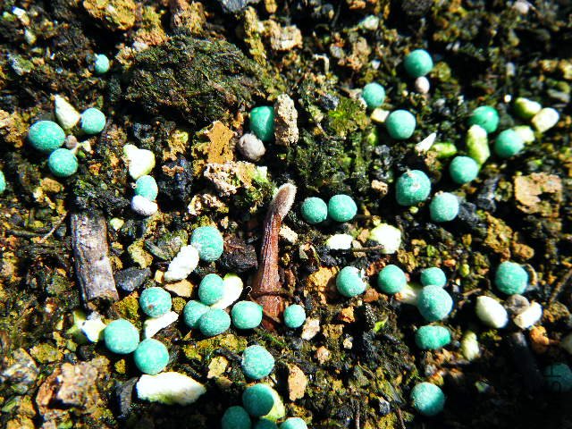 DSCF0435.jpg