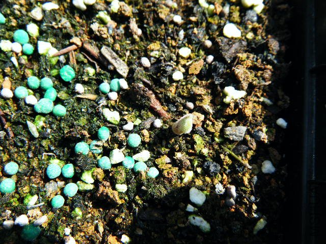DSCF0434.jpg