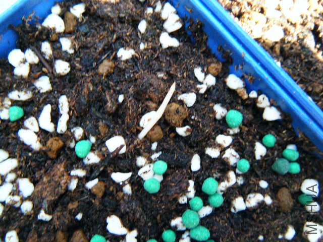DSCF0436.jpg