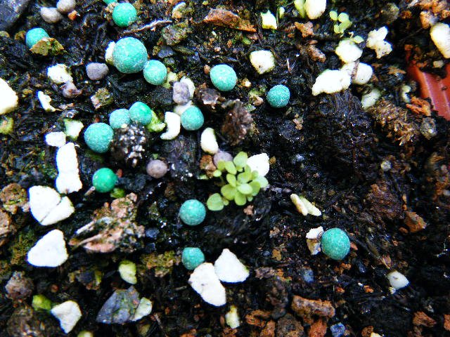DSCF0441.jpg