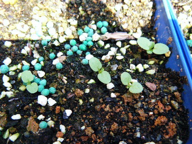 DSCF0442.jpg
