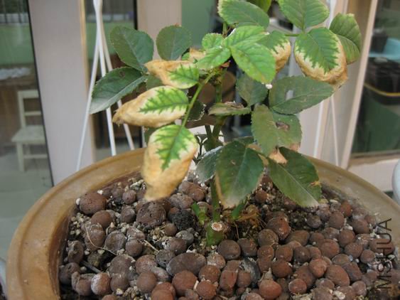 ������С IMG_0983.jpg