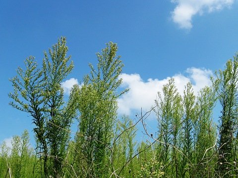 IMG_1555_nEO_IMG.jpg