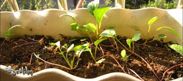 2009-10-06 ���ֵ�ӣ���ܲ�.jpg