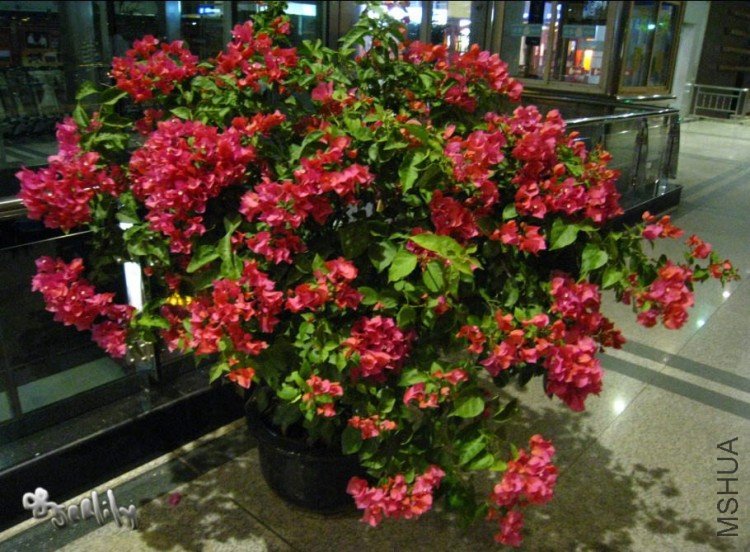 2009-10-05 ��������������÷.jpg