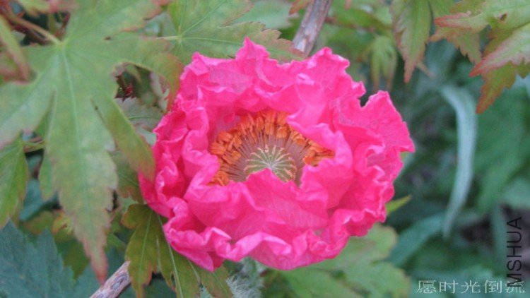 ���껹û��չ������