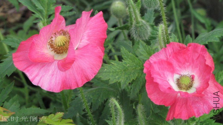 ������չ�����ˡ�