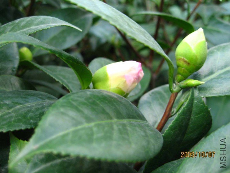 ��Ƭ09-10-7 01411.jpg