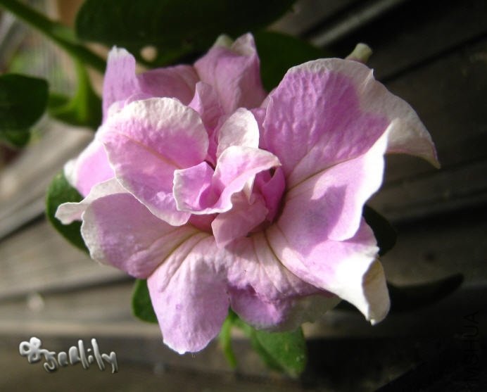 2009-10-07 �¿�������.jpg