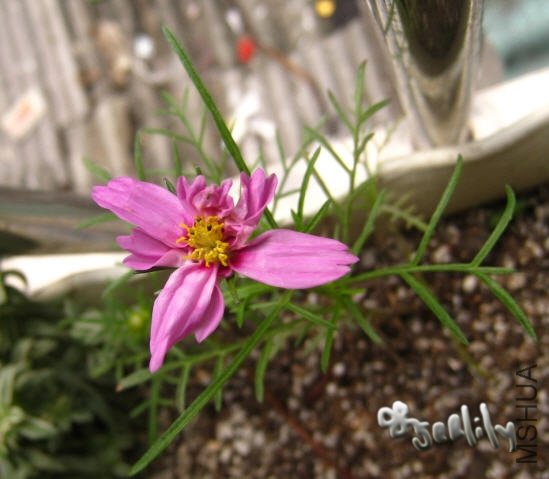 2009-10-07 ��˹��-do.jpg