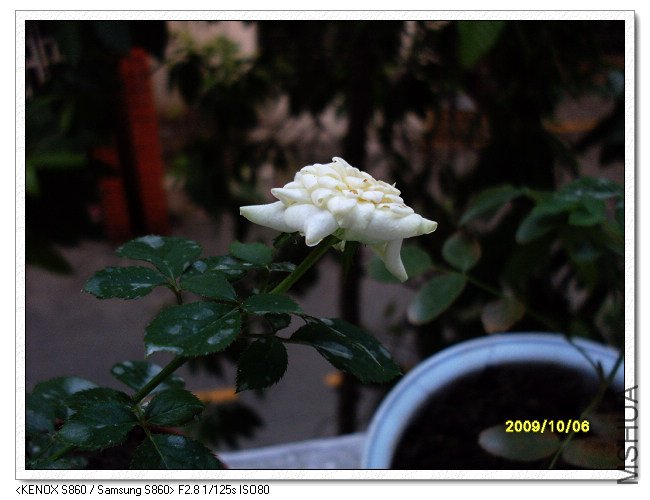 SDC11783_nEO_IMG.jpg