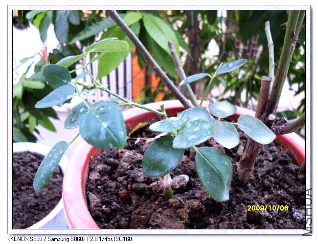 SDC11802_nEO_IMG.jpg