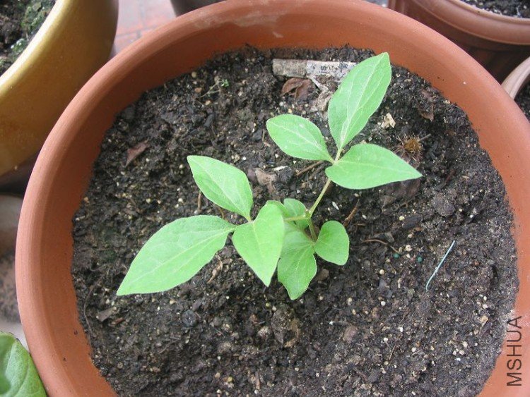 9.19�򶥺��nelly moser.jpg