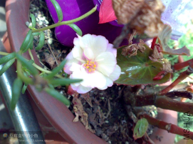 �����Ҿ��ú�����һ��̫����