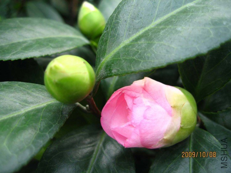 ���� 09-10-8.jpg