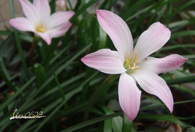 Zephyranthes Bubbles .JPG