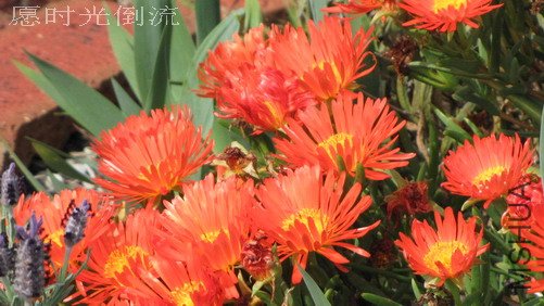 ��ɫ���ھӵĻ�