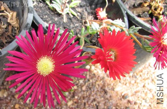 �Ϻ죬���ܲ���Ǥ���