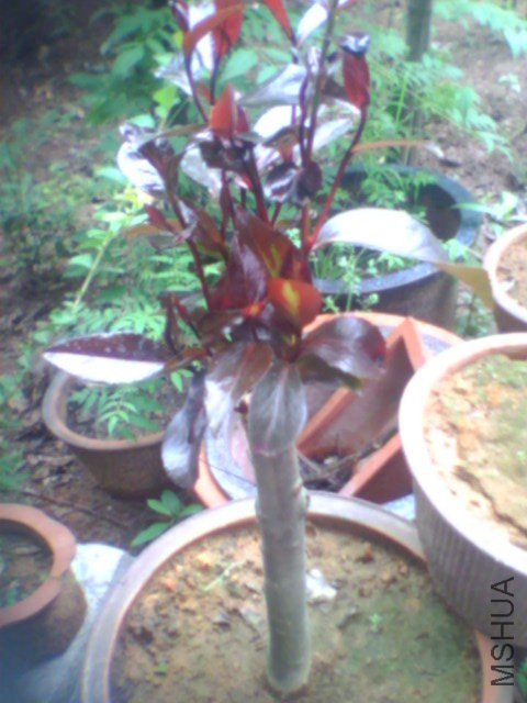 �������ҽ��������ߺż޽ӵı��������������ĵ���Ƭ�������濴��Ч������������