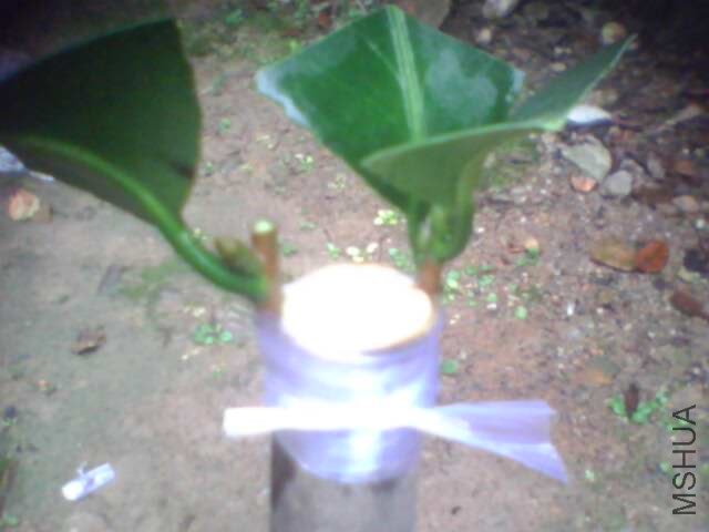 ���������Ҹսӵ��Ʋ衣