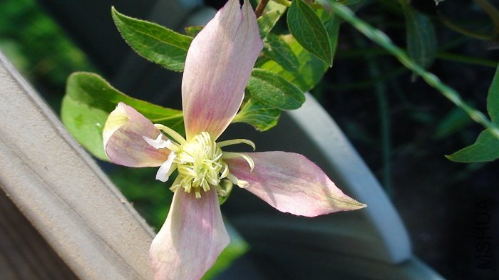 ��ؿ��Ļ���ɫ�ȽϷۣ�