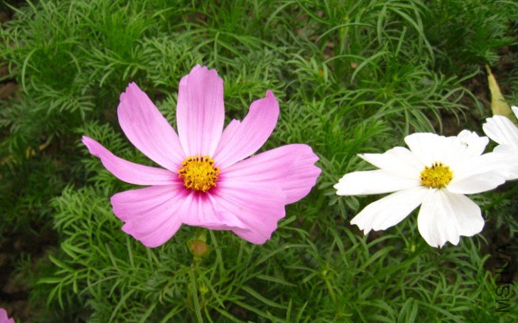 2009-10-09 �̻����Ĳ�˹��.jpg