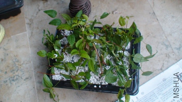 C3���µ�֦��û�˷ѣ������ȫ��û�ܲ�������Ӫ��������֦��ʵ����̫ϸ��