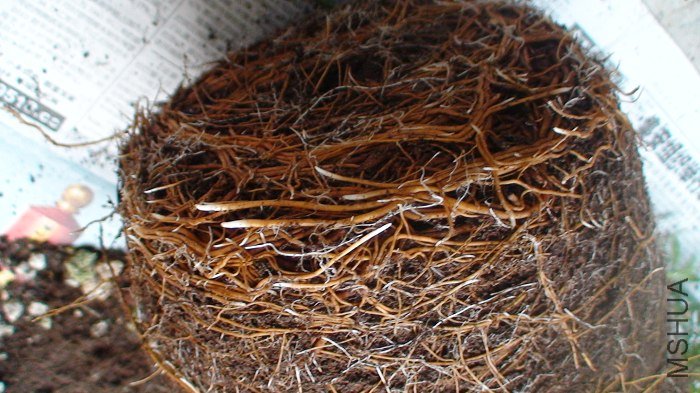 ��дһ�£���װװ׵��¸��ܶ࣬��ϸ�Ķ��С�