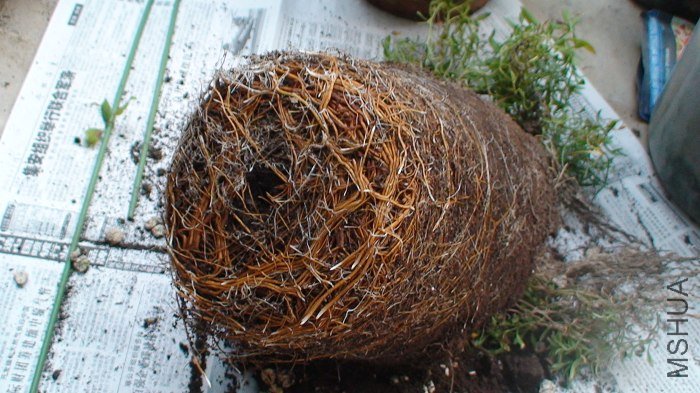 �����ĸ�ϵ��������õ���7�ŵĺ����谡�����Ѿ������ˣ����ֻ��һ���С�簡��