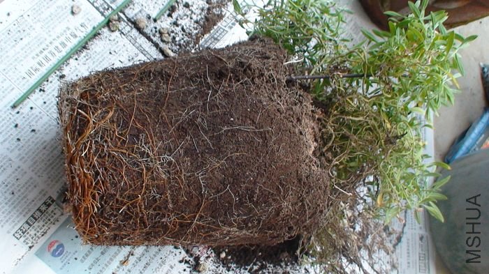 �ϲ��ĸ�ϵ��û�г����������һ��ĵ�һ��������ʱ�������ı����Ѿ������������ˣ���û�뵽���������и��Ӿ� ...