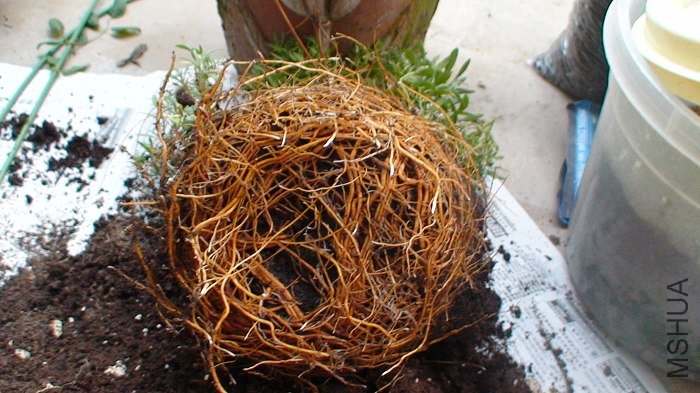 ���Ÿ����һЩ����ˮһ����Ѿ�����������ˣ�