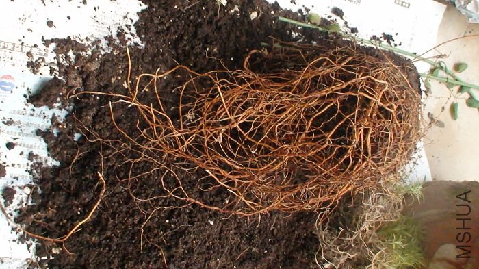 ����ˮһ�߳�һ�������ɸ�ϵ�����Ѿ����������ӣ������һ���簡��