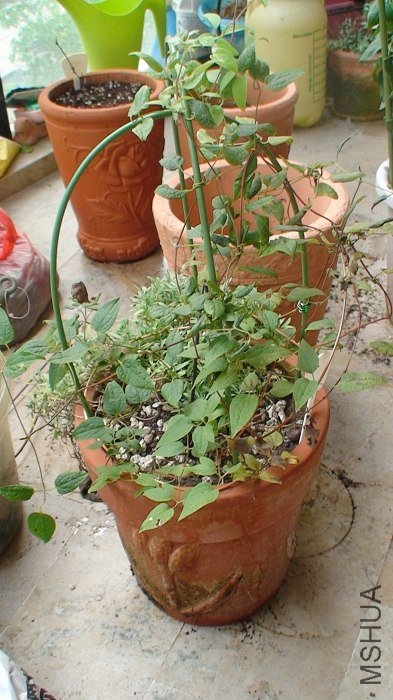 9-9�գ���ǰ��ȫ���գ����Կ�����c3������Ӫ�����������ǵ�Ȼ�������Ѿ�������ʮ�仨���ֳ������ô���֦�� ...