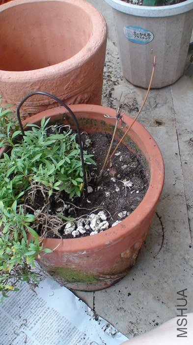 �ײ�����һ֦��ǿ���������֦���ϲ�ǿ�������з�֧�����ڼ�����֧���ϵ͡�����ǿ��������ӣ�����������ѿ ...