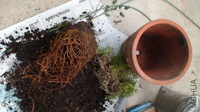 �Ա߾���������7�����裬�Ҹ���ʩ��׷��ֻ��������˹Ƿۺ����ֻ�����������