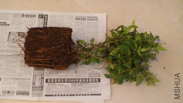 ����ȫ�����������ӣ������ĸ�ϵ��һ����׼��6�Ű���˹��������״��