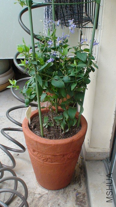 �����ֺú�����ӡ���û��ϴ����ֻ�ѵײ��ĸ�������ɢ��һ�¾��ֻ�ʩ�˵׷ʵ������ˣ�