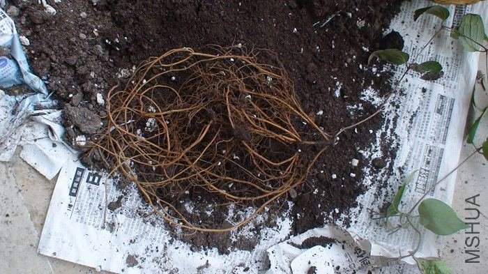 ��ϵ�Ѿ�����ɢ����������ȫ���գ����µı�ֽ�������Աȣ����ϵ�Ѿ���ǿ���ˣ�