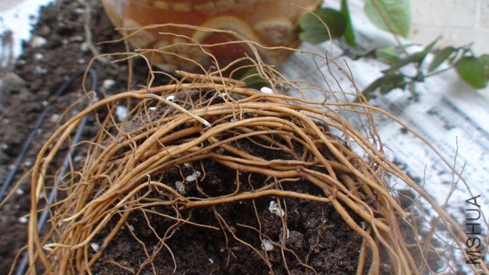 ��дһ�½����ĸ�ϵ�����ŵ����ӡ�