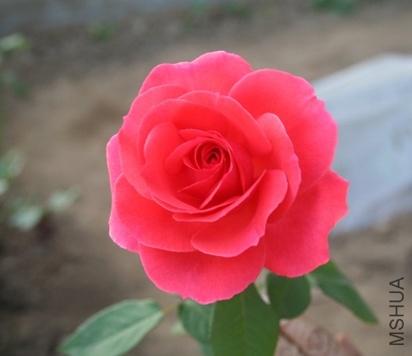 IMG_6257.JPG