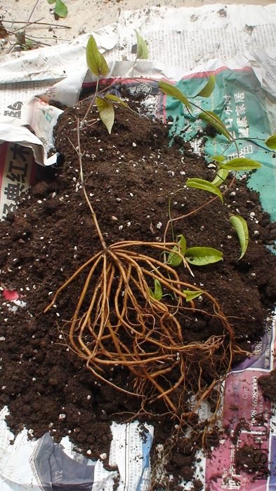 ����ȫ������ӡ�ֲ����沿��Ҳ����С��