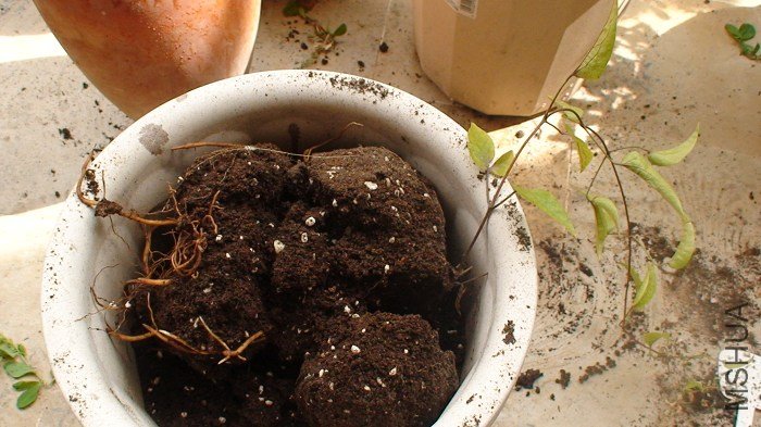 ���ڳ��������ӣ������ԭ��������6�Ű��������һ�£����ʡ�