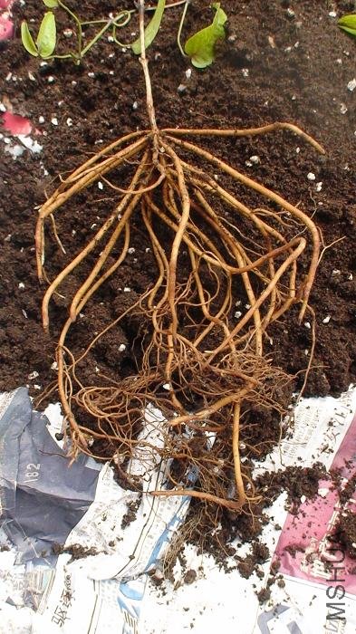 ɢ���˸�ϵ�������仯���Ǻܴ�ɣ���Ȼû�����ĸ�ϵ׳�ۣ���Ҳ֪���ˡ�