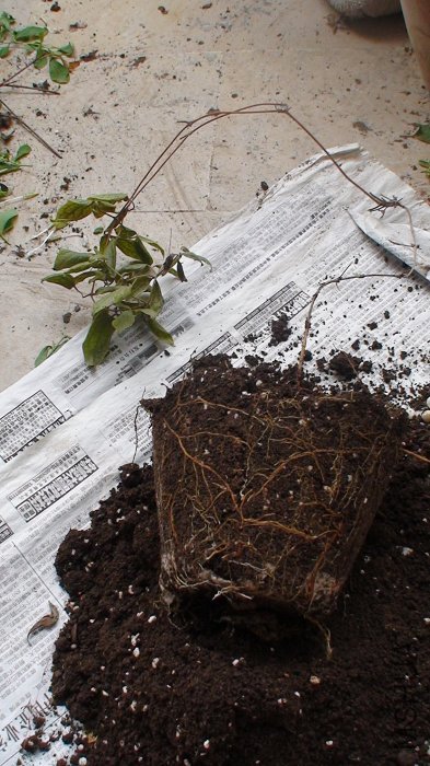 9-11�գ�����������ӡ�