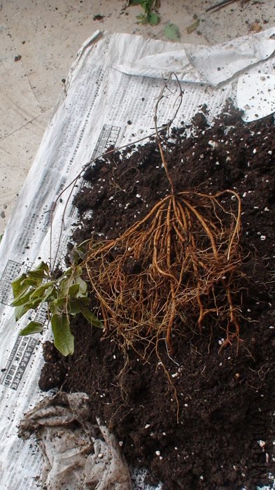 ȫ���ա���������ؿ�����û��Ҷ�ӵĿ�֦�ܳ�����������������������������һͼ��ֻ���´���Ҷ��֦����