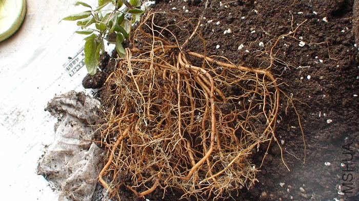 ������һ������ӡ�