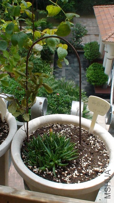 �������������ӡ�����ͼ�ԱȾͿ���֪���������ж೤��֦���������ˡ�����Ҷ��֦������������Ľ����