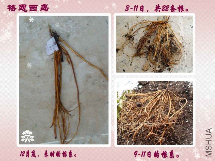 10-7�գ������һ��������ԭ�еĴ���Ҷ��֦��ȫ��ή���ˣ�����һ����Ϊ���Ѿ����һ�Q���ˣ�˭֪������Ȼ���� ...